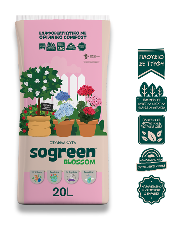 Sogreen Blossom Οξύφιλα Φυτά