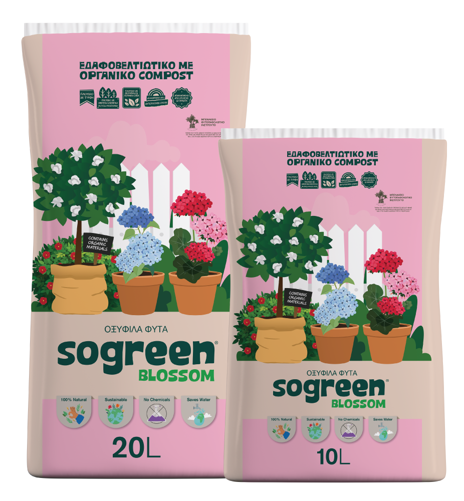 Sogreen Blossom Οξύφιλα Φυτά