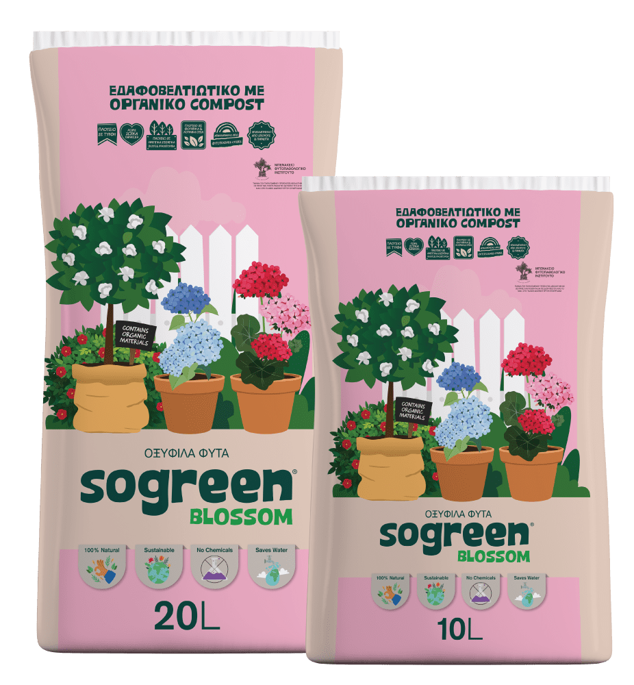 Sogreen Blossom Οξύφιλα Φυτά