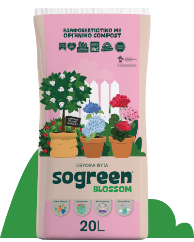 Sogreen Blossom Οξύφιλα Φυτά